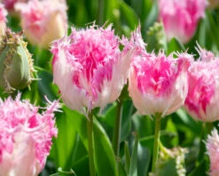 Tulip 'Drakensteyn' -Plants And Flowers Shop tulip drakensteyn 5