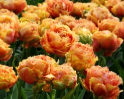 Tulip 'Sensual Touch' -Plants And Flowers Shop tulip esprit 3