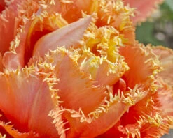 Tulip 'Sensual Touch' -Plants And Flowers Shop tulip esprit 9