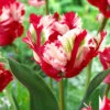 Tulip 'Estella Rijnveld'