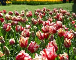 Tulip 'Estella Rijnveld' -Plants And Flowers Shop tulip estella rijnveld 2 1e07b7d1 aff2 4cc0 a6c5 78563b63a3e9