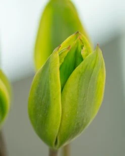 Tulip 'Evergreen' -Plants And Flowers Shop tulip evergreen 2