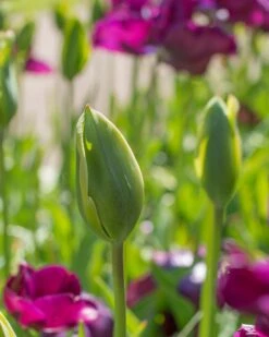 Tulip 'Evergreen' -Plants And Flowers Shop tulip evergreen 3