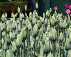 Tulip 'Evergreen' -Plants And Flowers Shop tulip evergreen 7