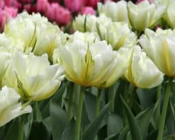 Tulip 'Exotic Emperor' -Plants And Flowers Shop tulip exotic emperor 1 1a4b2c5a bc8c 4ed2 a91f fead9cc57ef5