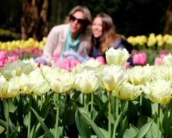 Tulip 'Exotic Emperor' -Plants And Flowers Shop tulip exotic emperor 2 c82c95af 220d 479f 8376 4f4b98b5769c