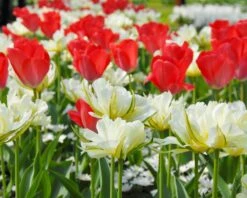 Tulip 'Exotic Emperor' -Plants And Flowers Shop tulip exotic emperor 3
