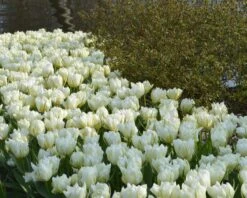 Tulip 'Exotic Emperor' -Plants And Flowers Shop tulip exotic emperor 4