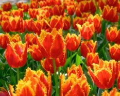 Tulip 'Fabio' -Plants And Flowers Shop tulip fabio 3