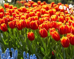 Tulip 'Fabio' -Plants And Flowers Shop tulip fabio 7