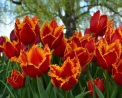 Tulip 'Fabio' -Plants And Flowers Shop tulip fabio 8