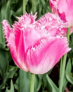 Tulip 'Fancy Frills' -Plants And Flowers Shop tulip fancy frills 0