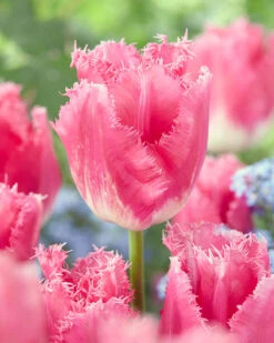 Tulip 'Fancy Frills' -Plants And Flowers Shop tulip fancy frills 4