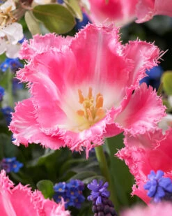 Tulip 'Fancy Frills' -Plants And Flowers Shop tulip fancy frills 5