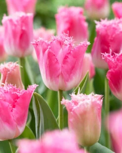 Tulip 'Fancy Frills' -Plants And Flowers Shop tulip fancy frills 7