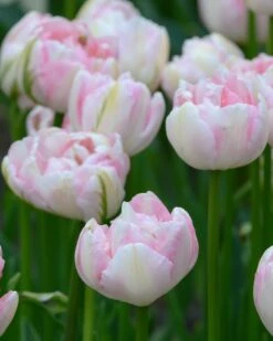 Tulip 'Finola' -Plants And Flowers Shop tulip finola 1
