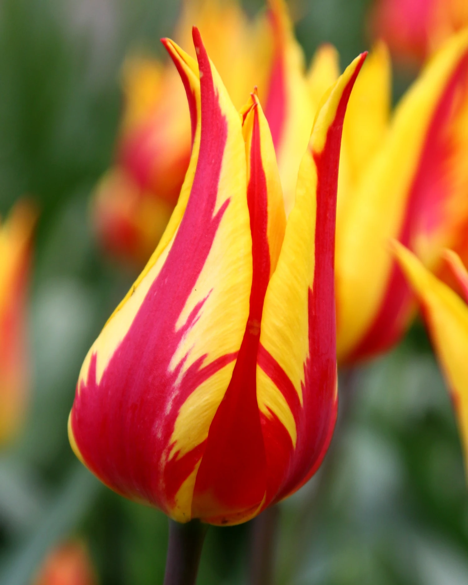 Tulip 'Fireworks' 3 Tulip 'Fireworks' - Image 3