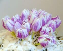 Tulip 'Flaming Flag' -Plants And Flowers Shop tulip flaming flag 2