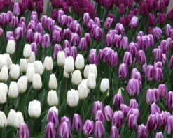 Tulip 'Flaming Flag' -Plants And Flowers Shop tulip flaming flag 3 9364b787 7fef 474d 829c 3083c3344a0d