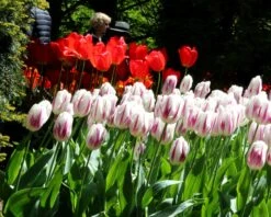 Tulip 'Flaming Flag' -Plants And Flowers Shop tulip flaming flag 5 35262909 771b 4ca3 821b 65bcc9e69577