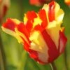 Tulip 'Flaming Parrot'
