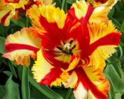 Tulip 'Flaming Parrot' -Plants And Flowers Shop tulip flaming parrot 11