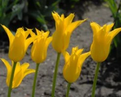 Tulip 'Flashback' -Plants And Flowers Shop tulip flashback 2