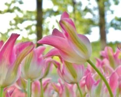 Tulip 'Florosa' -Plants And Flowers Shop tulip florosa 2
