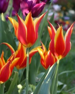 Tulip 'Fly Away'