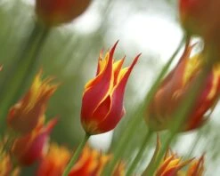Tulip 'Fly Away' -Plants And Flowers Shop tulip fly away 1 8fc3f47c a9cb 40d4 919f f8b9c2f23c4d