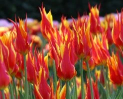 Tulip 'Fly Away' -Plants And Flowers Shop tulip fly away 6