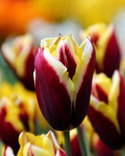 Tulip 'Gavota' -Plants And Flowers Shop tulip gavota 6 887a4598 53db 47c6 a764 74a869e31a5d