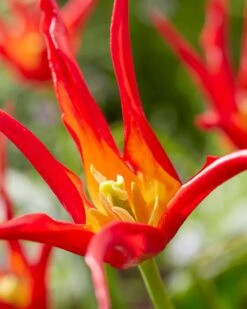 Tulip 'Go Go Red' -Plants And Flowers Shop tulip go go red 0