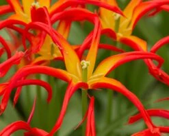 Tulip 'Go Go Red' -Plants And Flowers Shop tulip go go red 2 13296f2c 5229 4c6f 9586 cc112b875328