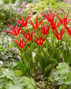 Tulip 'Go Go Red' -Plants And Flowers Shop tulip go go red 3