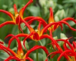 Tulip 'Go Go Red' -Plants And Flowers Shop tulip go go red 3 0ed2347b 8192 4659 8f8e c62284fb0f89