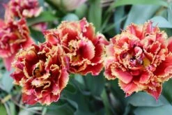 Tulip 'Gold Dust' -Plants And Flowers Shop tulip gold dust 0