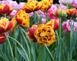Tulip 'Gold Dust' -Plants And Flowers Shop tulip gold dust 1