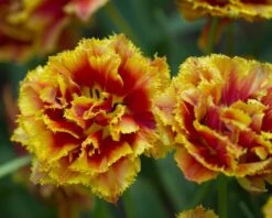 Tulip 'Gold Dust' -Plants And Flowers Shop tulip golddust 2