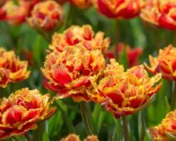 Tulip 'Gold Dust' -Plants And Flowers Shop tulip golddust 4