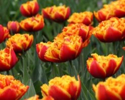 Tulip 'Gold Dust' -Plants And Flowers Shop tulip golddust 6