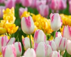 Tulip 'Graceland' -Plants And Flowers Shop tulip graceland 2