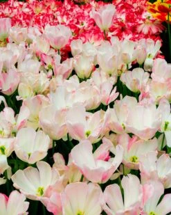 Tulip 'Graceland' -Plants And Flowers Shop tulip graceland 5