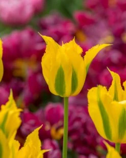 Tulip 'Green Mile' -Plants And Flowers Shop tulip green mile 1