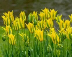 Tulip 'Green Mile' -Plants And Flowers Shop tulip green mile 6