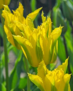 Tulip 'Green Mile' -Plants And Flowers Shop tulip green mile 7