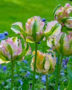 Tulip 'Green Wave' -Plants And Flowers Shop tulip green wave 1