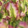 Tulip 'Green Wave'