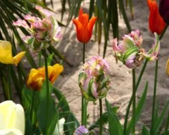 Tulip 'Green Wave' -Plants And Flowers Shop tulip green wave 1 3c4f2bb4 9cf8 4f12 8779 b547129e962c