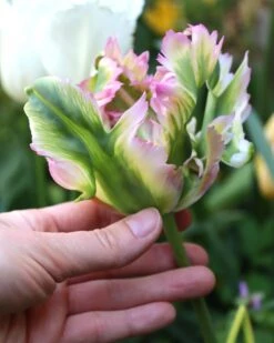 Tulip 'Green Wave' -Plants And Flowers Shop tulip green wave